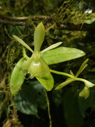 Epidendrum barbeyanum, photographed by Kai Squires