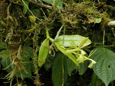 Epidendrum barbeyanum, photographed by Kai Squires