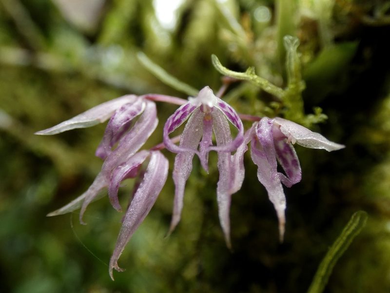 Macroclinium lineare, photographed by Kai Squires