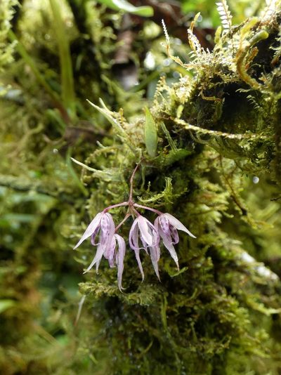 Macroclinium lineare, photographed by Kai Squires
