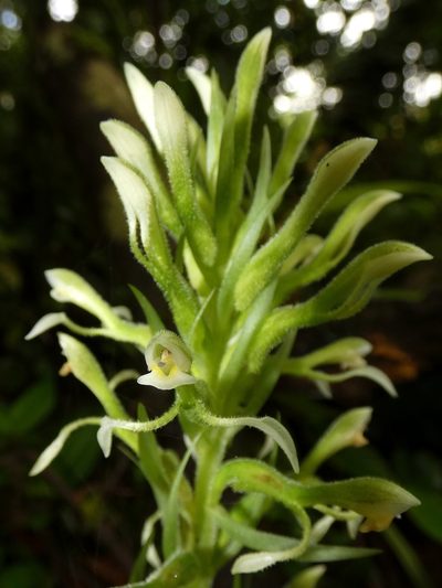 Pelexia funckiana, photographed by Kai Squires