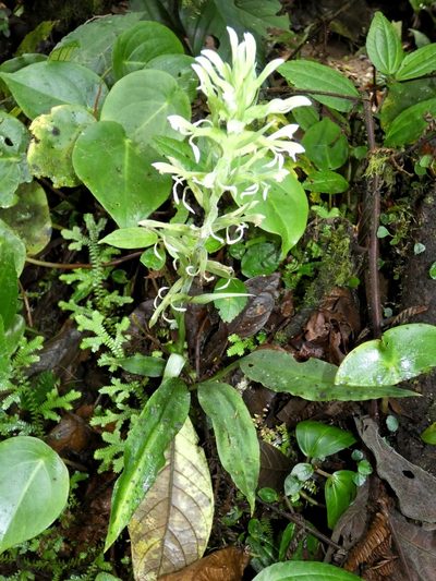 Pelexia funckiana, photographed by Kai Squires