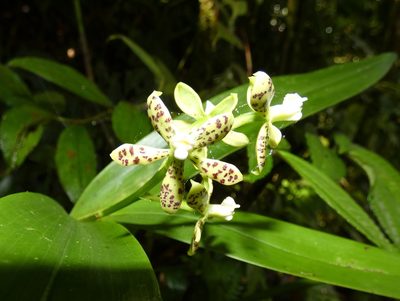 Prosthechea crassilabia, photographed by Kai Squires