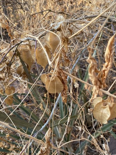 Physalis nicandroides, photographed by Luis Fernando Valdez Ojeda