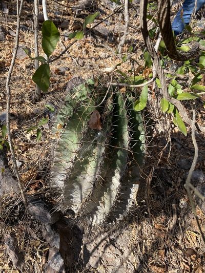 Ferocactus herrerae, photographed by Luis Fernando Valdez Ojeda