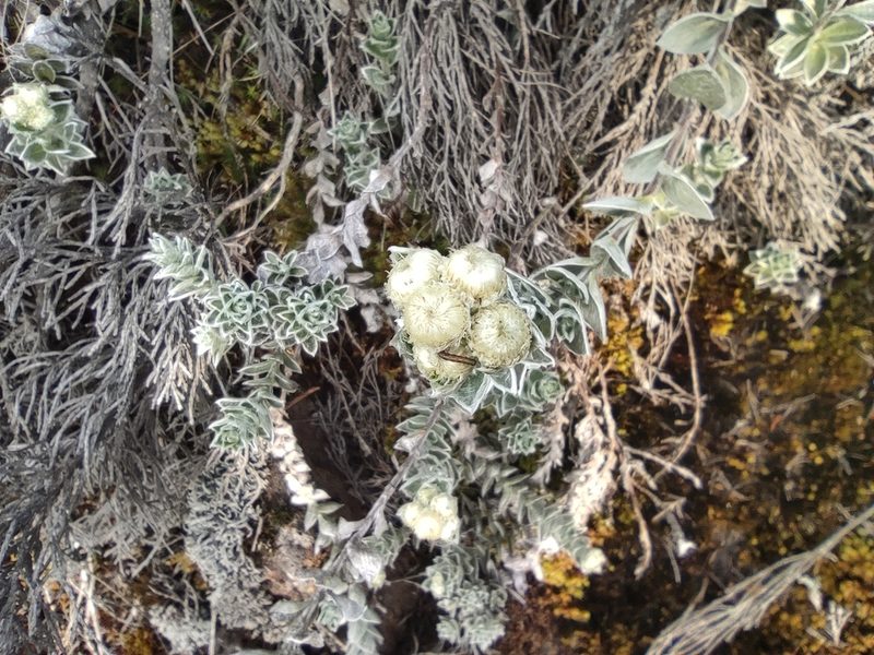 Psiadia argentea, photographed by Augustin Soulard
