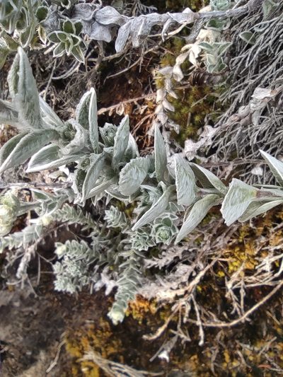 Psiadia argentea, photographed by Augustin Soulard