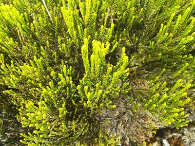 Erica reunionensis, photographed by Augustin Soulard
