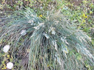 Poa astonii, photographed by John Barkla