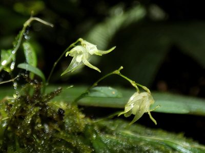 Specklinia calyptrostele, photographed by Kai Squires