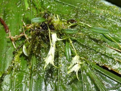 Specklinia calyptrostele, photographed by Kai Squires