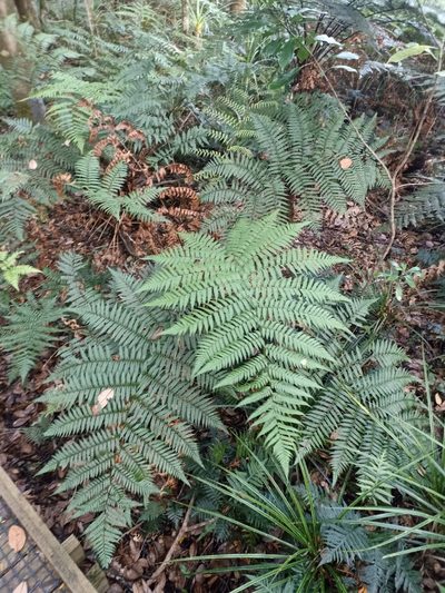 Dicksonia lanata, photographed by Oscar Dove