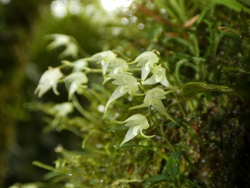 Specklinia calyptrostele, photographed by Kai Squires