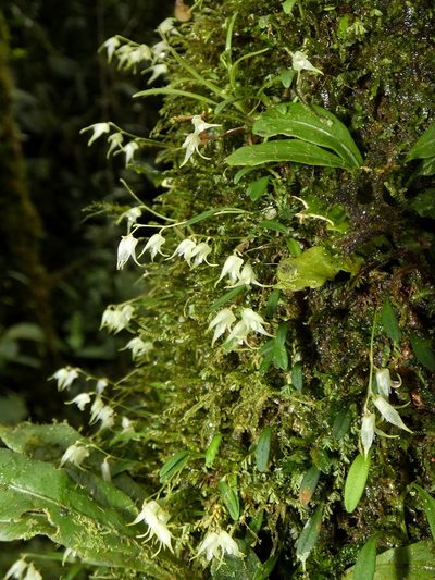 Specklinia calyptrostele, photographed by Kai Squires