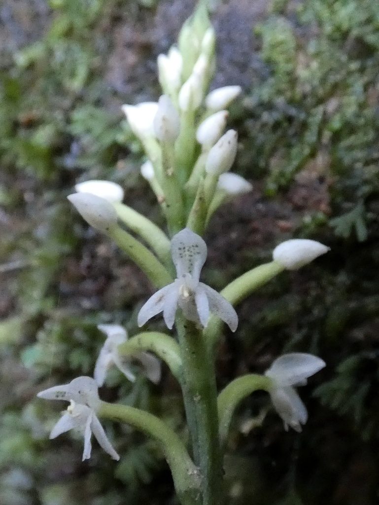 Cranichis muscosa, photographed by Kai Squires