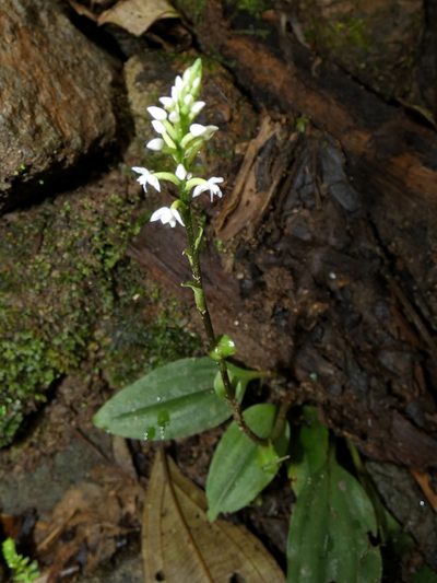 Cranichis muscosa, photographed by Kai Squires