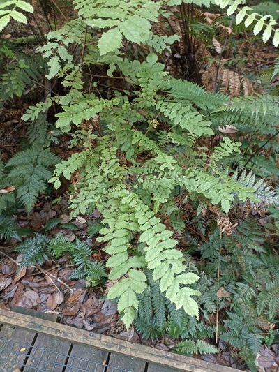 Ackama rosifolia, photographed by Oscar Dove