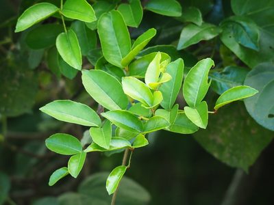 Zanthoxylum nitidum, photographed by 葉子