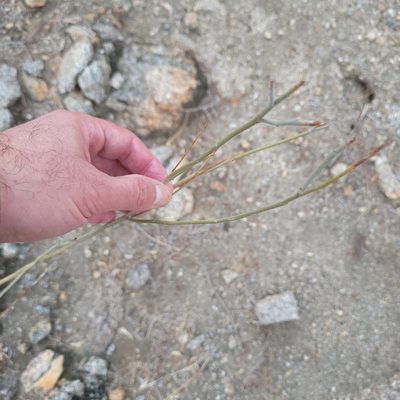 Hoffmannseggia microphylla, photographed by Dan Horowitz