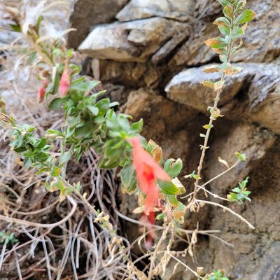 Epilobium canum, photographed by Dan Horowitz