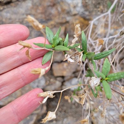 Trixis californica, photographed by Dan Horowitz