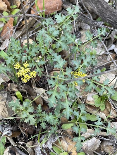 Lomatium parvifolium, photographed by Henrik Kibak