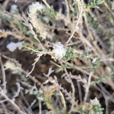 Petalonyx thurberi, photographed by Dan Horowitz