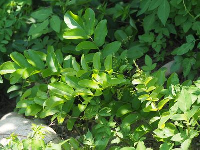 Wisteriopsis reticulata, photographed by 葉子
