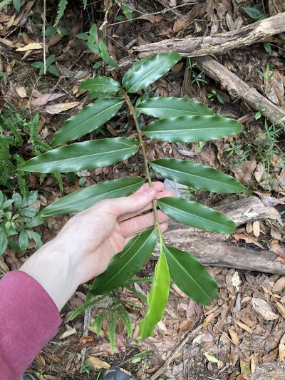 Alpinia arundelliana, photographed by Thomas Mesaglio