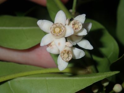 Synoum glandulosum, photographed by Thomas Mesaglio