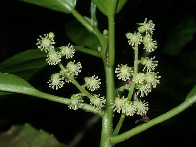 Claoxylon australe, photographed by Thomas Mesaglio