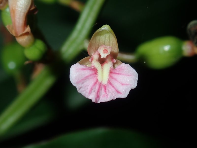 Alpinia arundelliana, photographed by Thomas Mesaglio