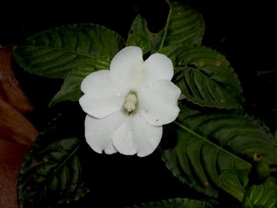 Impatiens flaccida, photographed by Hopeland