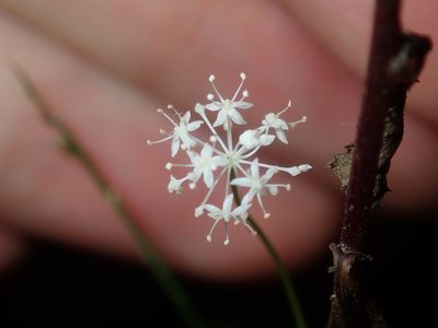 Hydrocotyle geraniifolia, photographed by Thomas Mesaglio