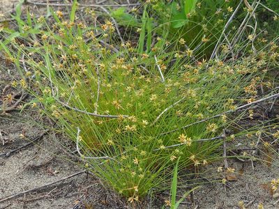 Bulbostylis barbata