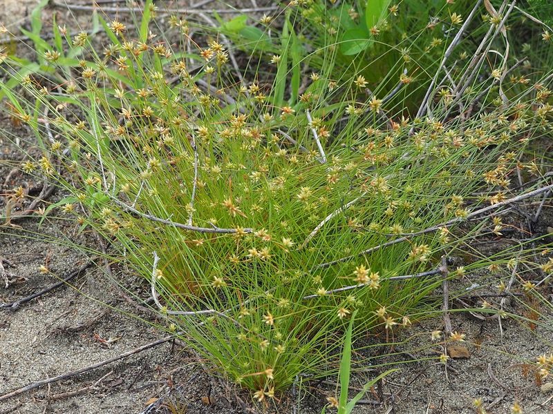 Bulbostylis barbata, photographed by 葉子