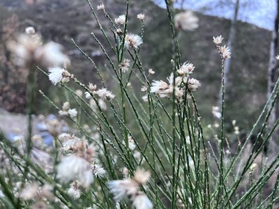 Lepidospartum squamatum, photographed by TonyT