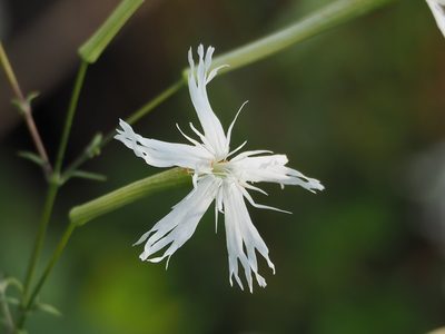 Silene fissipetala, photographed by 葉子