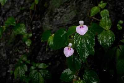 Impatiens elegans, photographed by Divya Mudappa