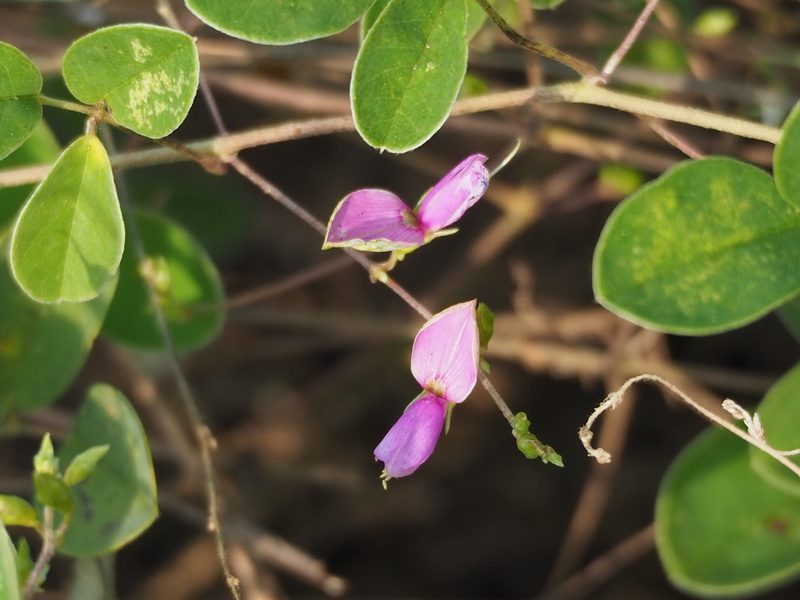 Galactia tashiroi, photographed by 葉子