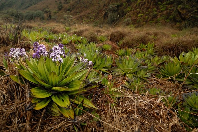 Hedyotis verticillaris, photographed by Divya Mudappa
