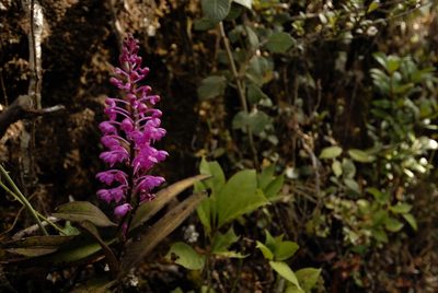 Aerides ringens, photographed by Divya Mudappa