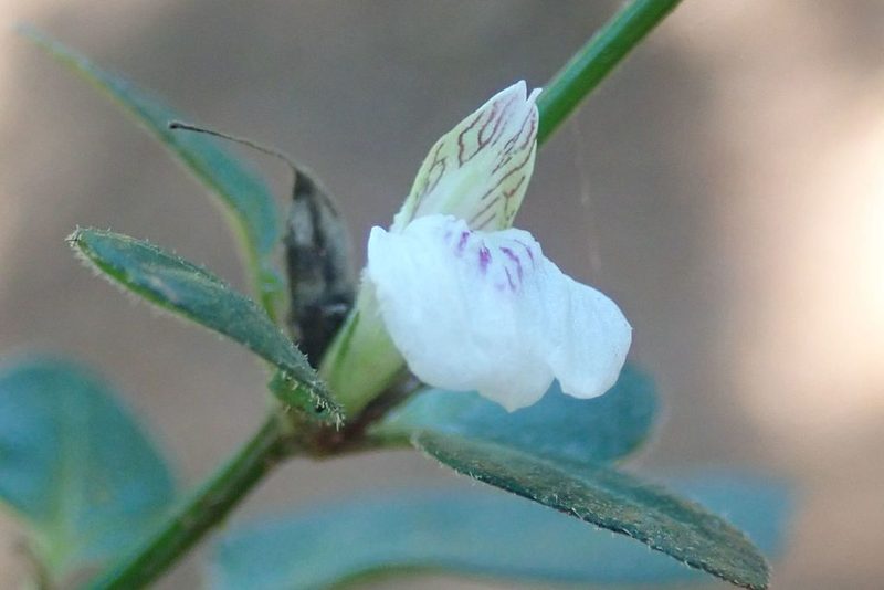 Justicia protracta, photographed by Andrew Deacon