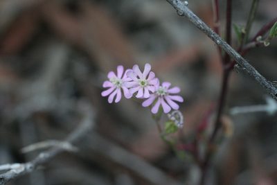 Silene secundiflora, photographed by Oleg Kosterin