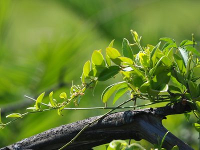 Vincetoxicum hirsutum, photographed by 葉子