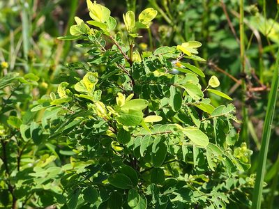 Breynia vitis-idaea, photographed by 葉子