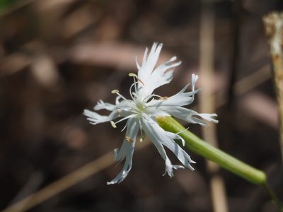Silene fissipetala, photographed by 葉子
