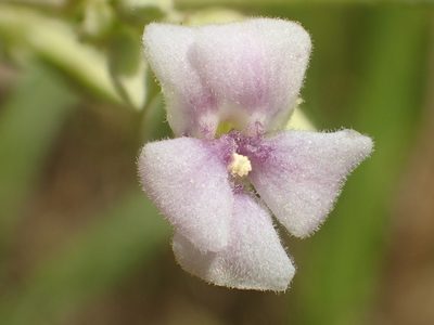 Helicteres angustifolia, photographed by 葉子
