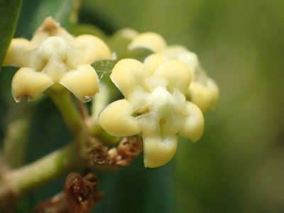 Gymnema sylvestre, photographed by 葉子