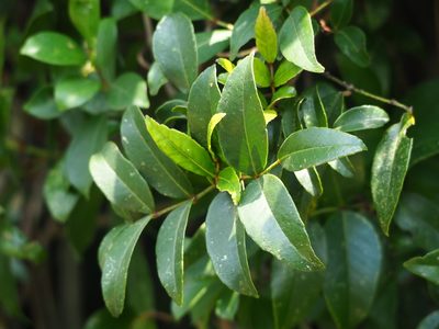 Zanthoxylum nitidum, photographed by 葉子